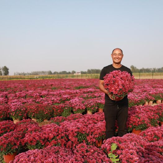 原阳县菊花苗  国庆菊苗 大量出售！国庆菊地栽大苗！！
