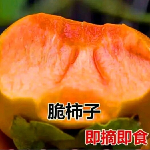 平邑县甜脆柿子苗 糖心甜脆无核柿子树苗摘下即食
