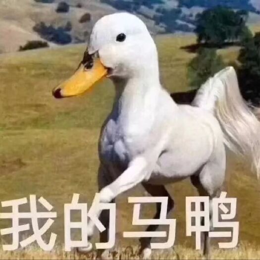 南宁 鸭苗