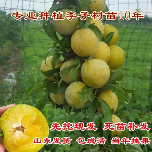 平邑县蜂糖李树苗 现挖现发 全国保湿发货