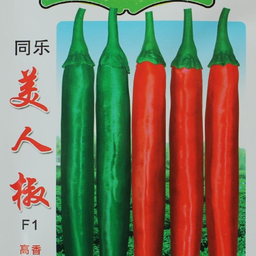 天津美人椒种子  同乐美人椒尖椒辣椒种子