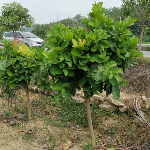 灵山县大叶红莲雾苗 莲雾大苗次年结果，大叶红、黑金刚、黑糖芭比。