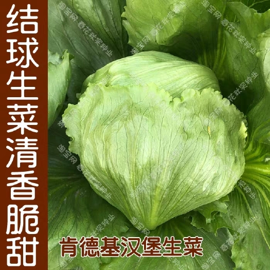 安溪县 意大利四季生菜种子 春夏秋四季播蔬菜籽 清脆爽口阳台盆栽大田