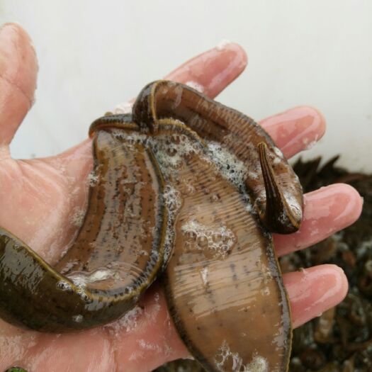 沛县水蛭干 金钱水蛭 有需要种蛭的养殖户，随着干货价格不断攀升，现有少量种蛭供应。