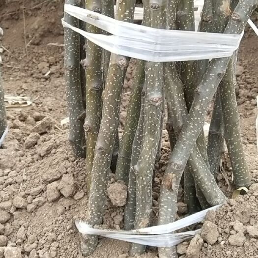 北票市锦丰梨树苗 锦丰梨树