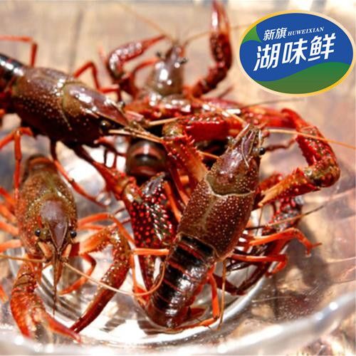 洪湖市洪湖小龙虾 湖北洪湖荆楚优品水产