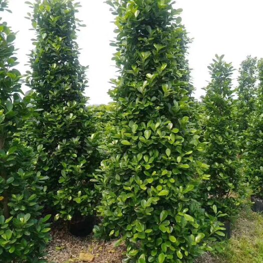 肇庆大量火山榕，非洲茉莉