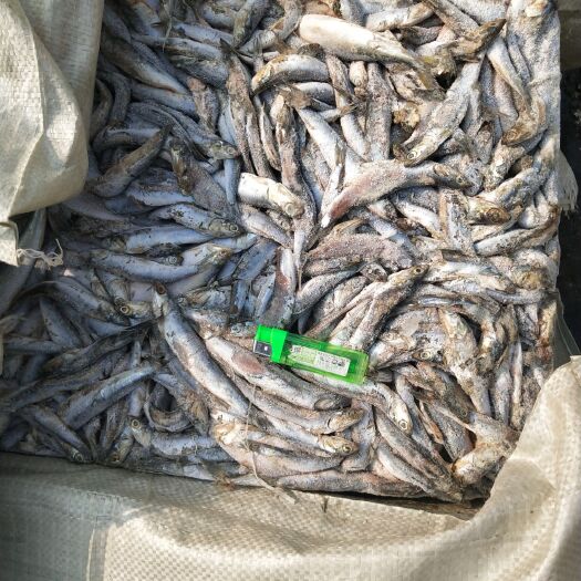 二锅鳀鱼   龙虾螃蟹饲料 淡水养殖饲料 冰鱼海鱼