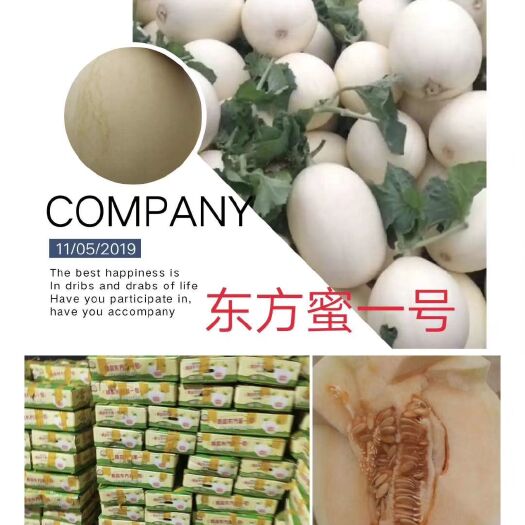 莘县东方蜜1号 东方蜜