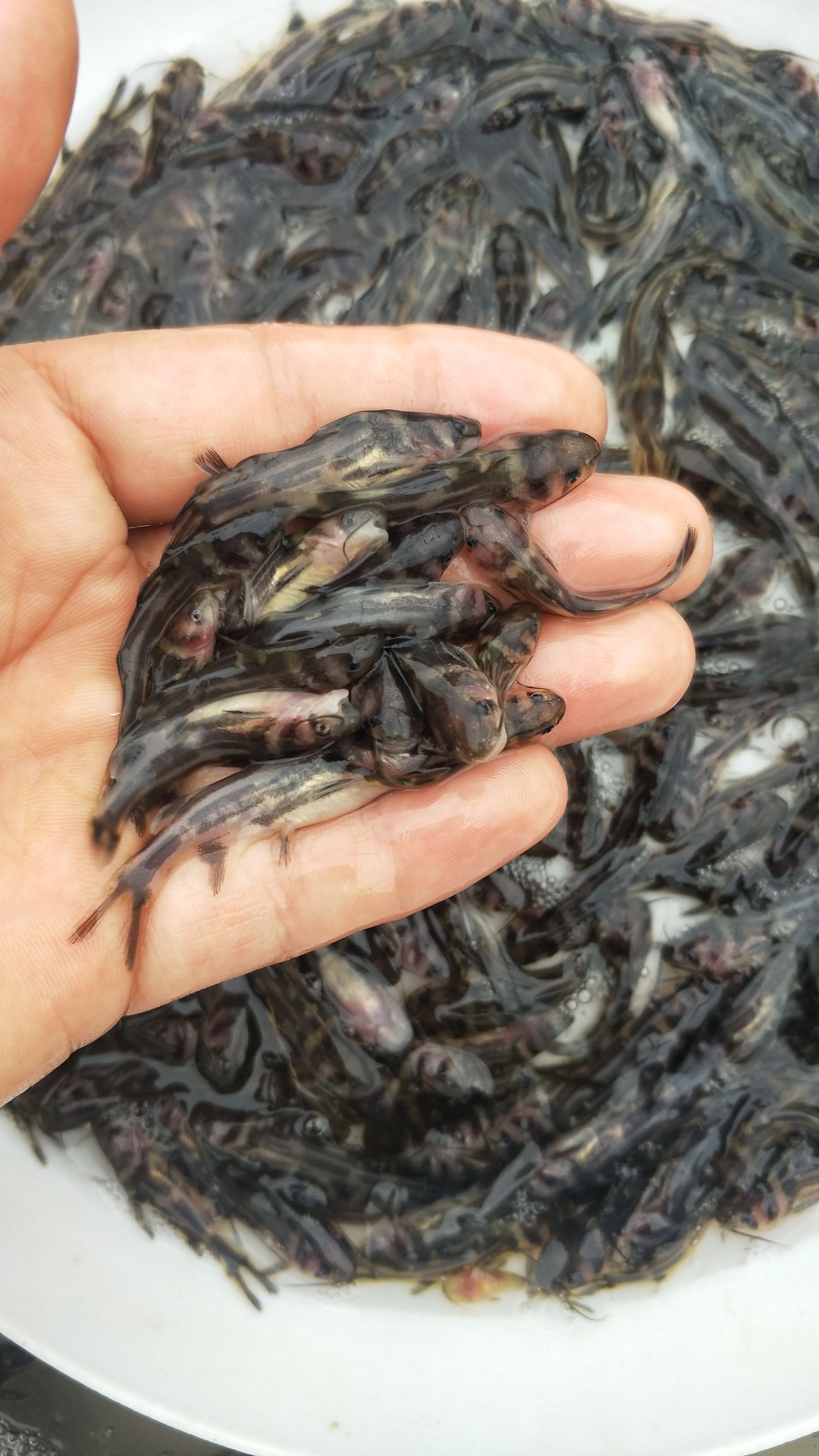  黄颡鱼水花苗供应中 黄骨鱼苗公分苗批发