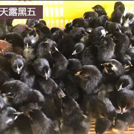 重庆市 天露黑五公70天5斤2