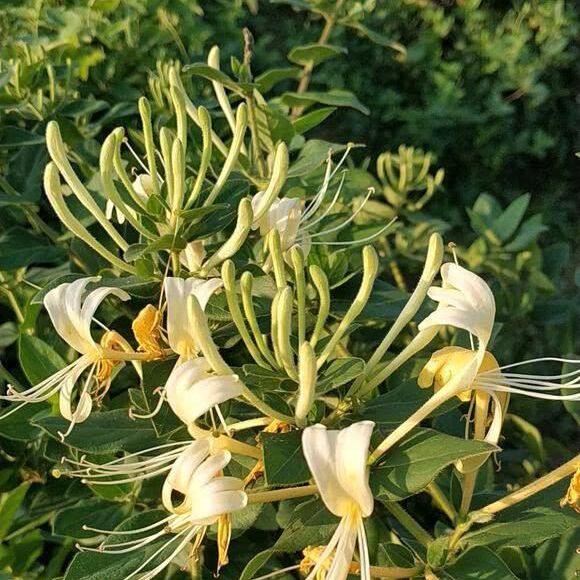 树形金银花 金银花老桩出售