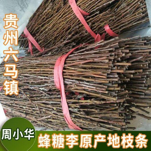 镇宁县李子枝条  贵州  六马原生蜂糖李母树枝条，现剪现发