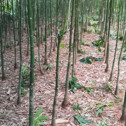 湛江 发财树头