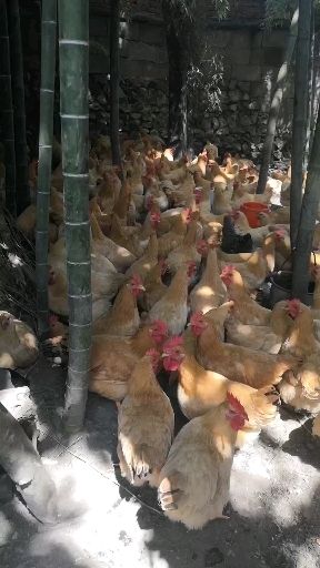  江西散养小脚土1母黄鸡批发运输包活