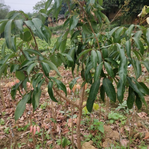 灵山县妃子笑荔枝苗  一骑红尘纪子笑，核小肉甜