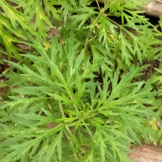 镇康县益母草 这是真的好呀