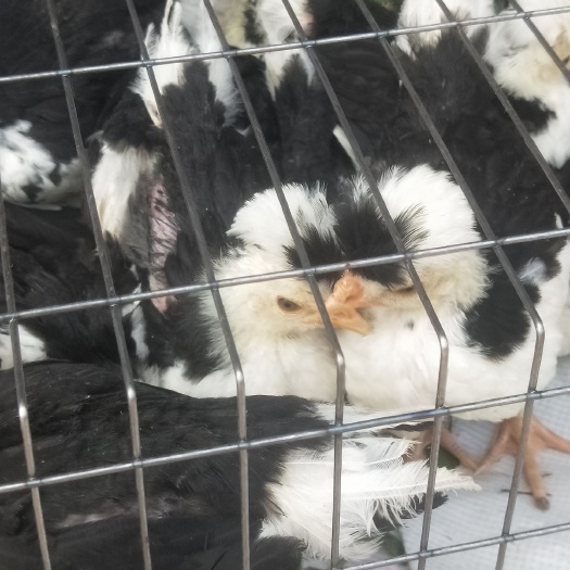 南宁贵妃鸡苗 贵妃鸡