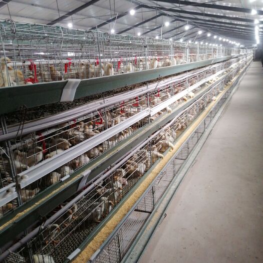 邱县 6万只青年鸡