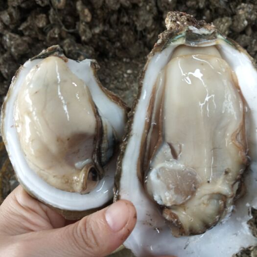 湛江湛江白蚝 湛江生蚝批发直销湛江生蚝北潭蚝东海蚝太平蚝