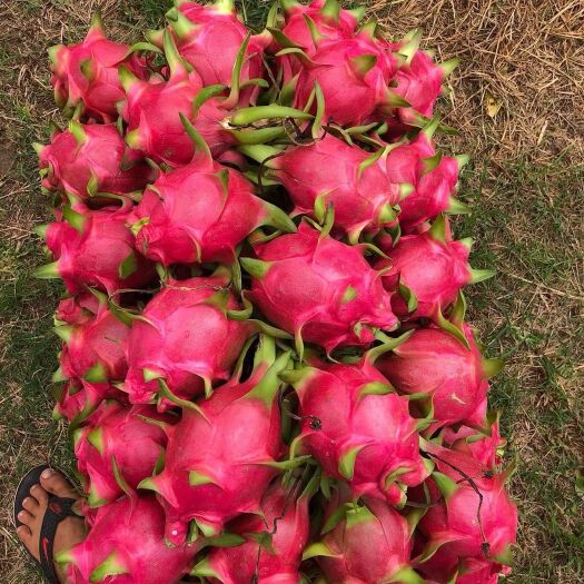 河口县 白芯火龙果