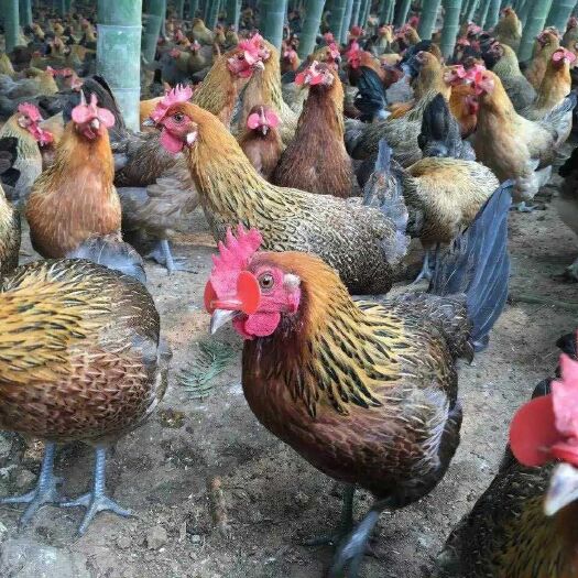 昆明 纯种黑瑶鸡苗缠  厂家直销  品质保证  包活到家