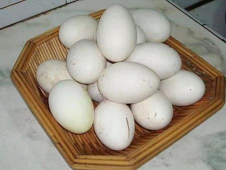翁牛特旗 农家土鹅蛋。鹅