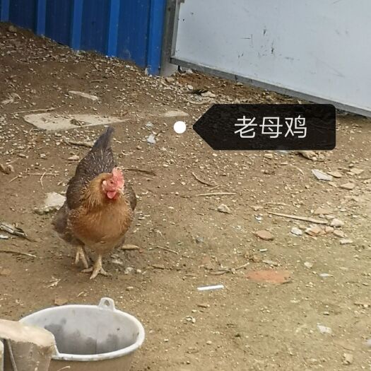 汕头 散养老母鸡