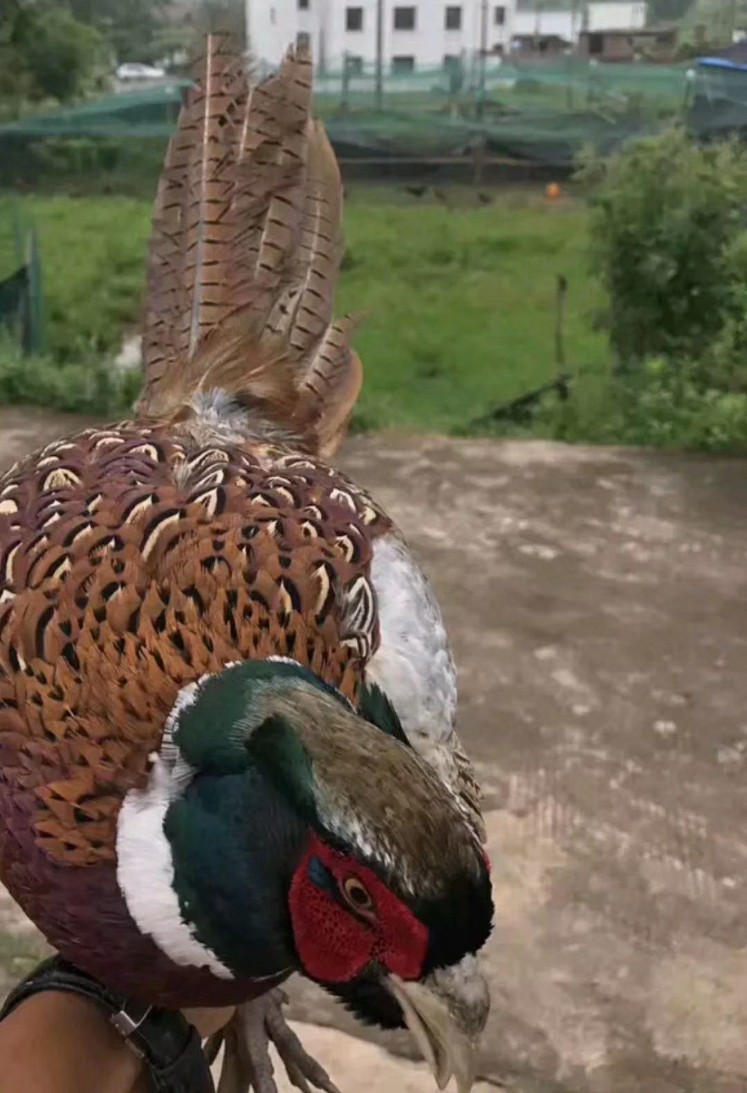 活体农家散养七彩山鸡观赏成年山鸡