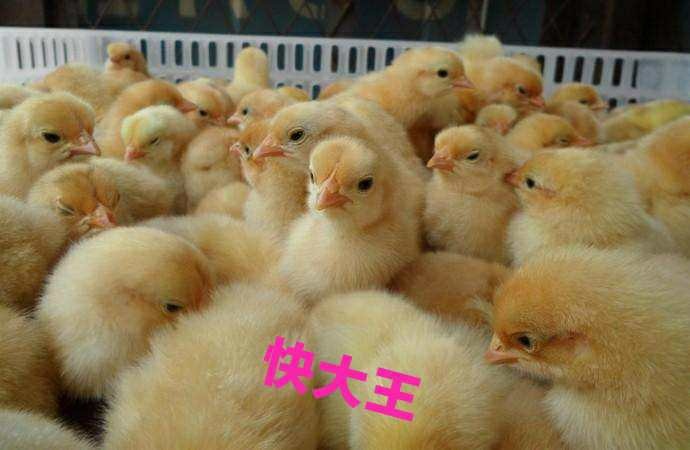 南宁快大黄鸡苗 厂家直销