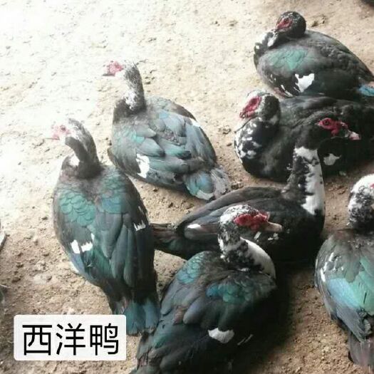 南宁番鸭苗