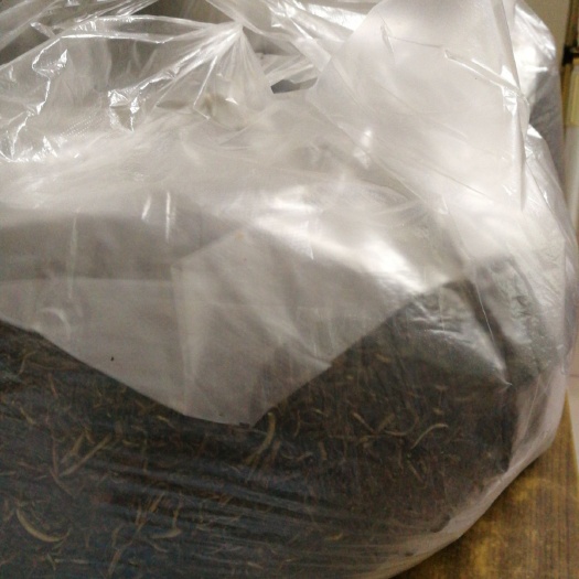 深圳黄坑绿茶 农加茶