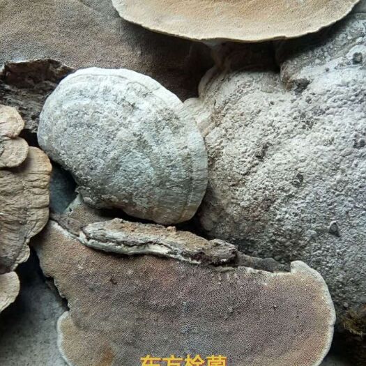 安图县青灵芝.东方栓菌芝.纯灵芝