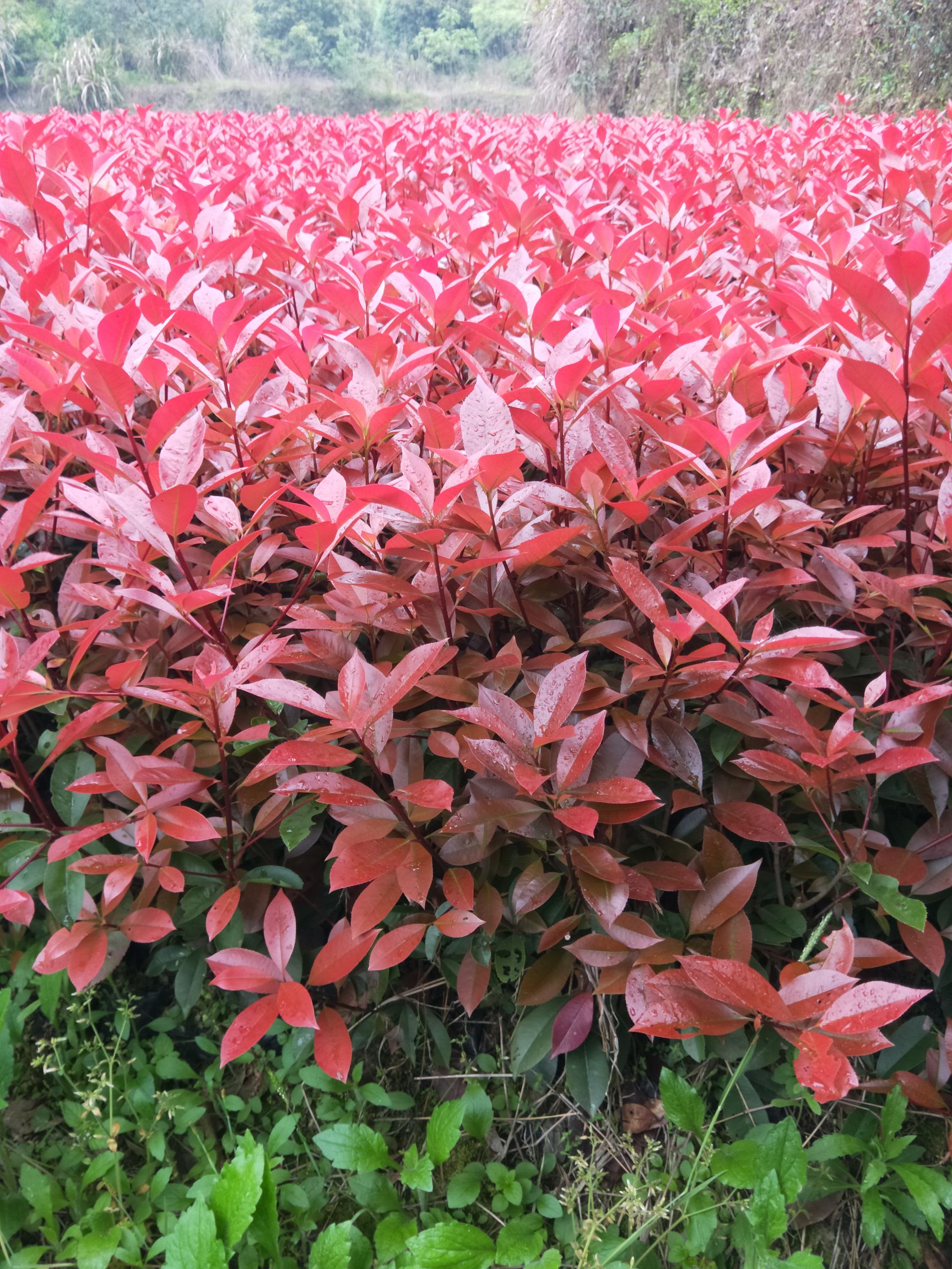 红叶石楠苗第三代红罗宾，基地供应，叶片色泽鲜红亮丽！包邮！