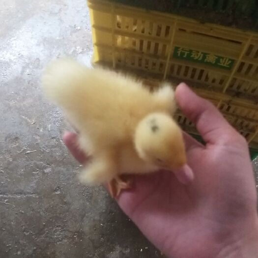 南宁 一点头鸭苗