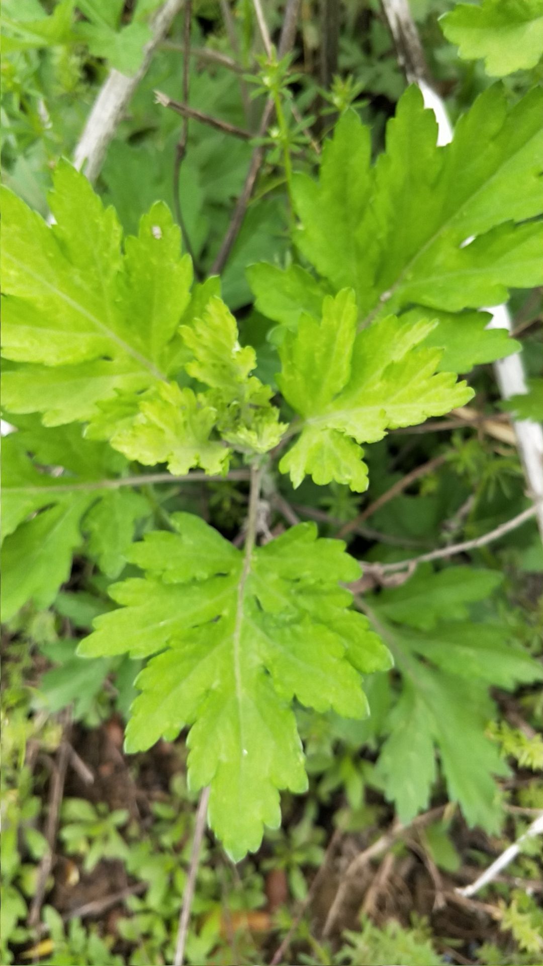 南阳艾草苗  南阳五叶白艾，出绒率高，药效性高