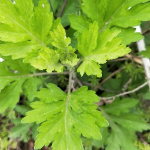 南阳河南南阳直发高品质艾草苗健康种植