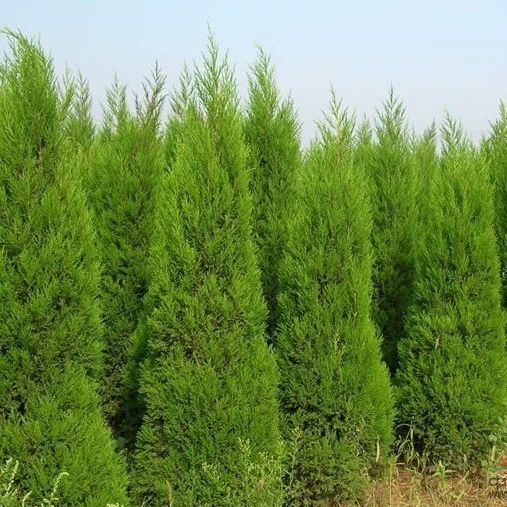 宿迁塔柏 蜀桧苗 桧柏 侧柏树苗扁柏圆柏苗小龙柏苗基地直