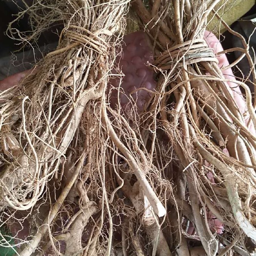 博罗县牛奶树根  白花牛奶根