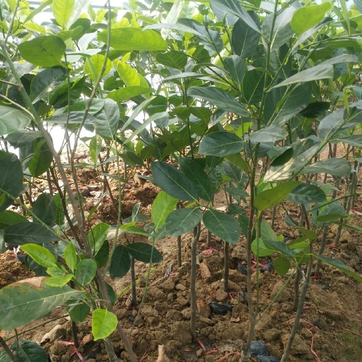 灵山县四季菠萝蜜苗 出售1CM至7CM直径全规格菠萝蜜果苗。