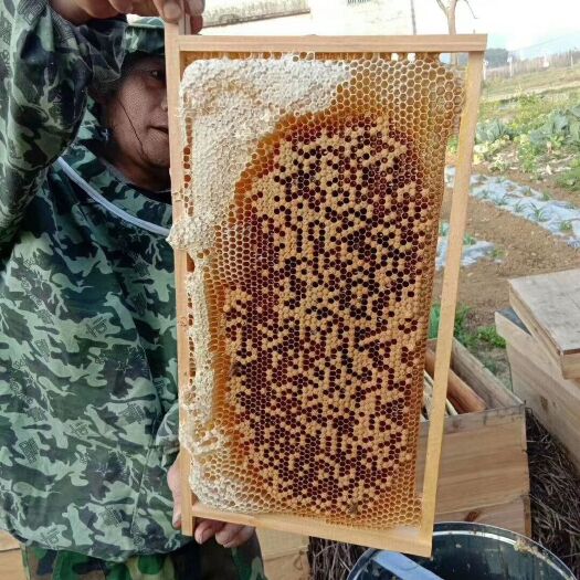 安龙县 正宗土蜂蜜，波美度41以上，含糖量80以上，有需要的赶紧联系