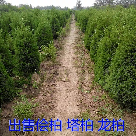 塔柏苗，塔柏松柏树蜀桧墓地松龙柏清明松绿化苗塔柏树苗