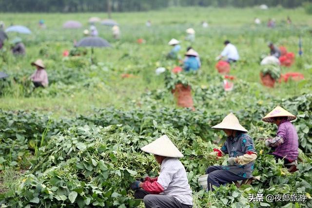 豆干零食 传承300多年的大方六龙手撕豆干