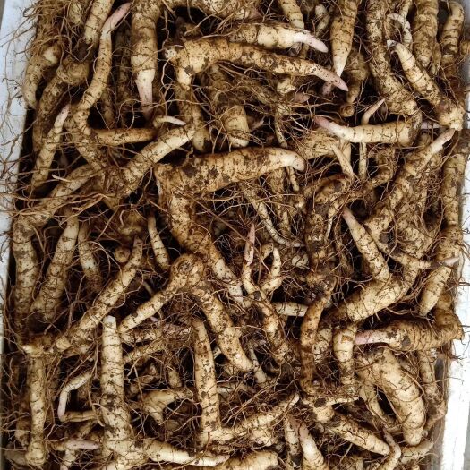 商洛黄精种苗  秦岭鸡头黄精种芽，块茎