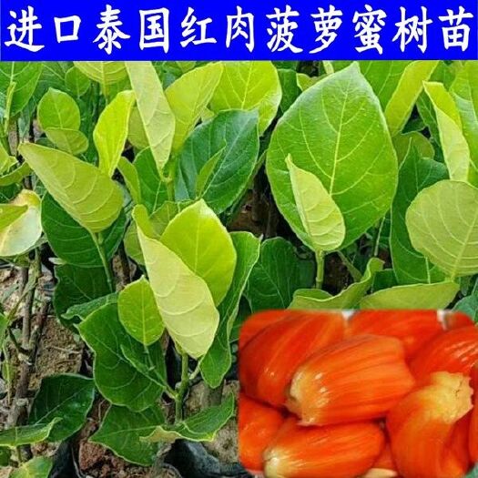 灵山县马来西亚一号菠萝蜜苗 果树苗南北方种植四季菠萝蜜树苗马来西亚1号嫁接苗干苞正品包邮