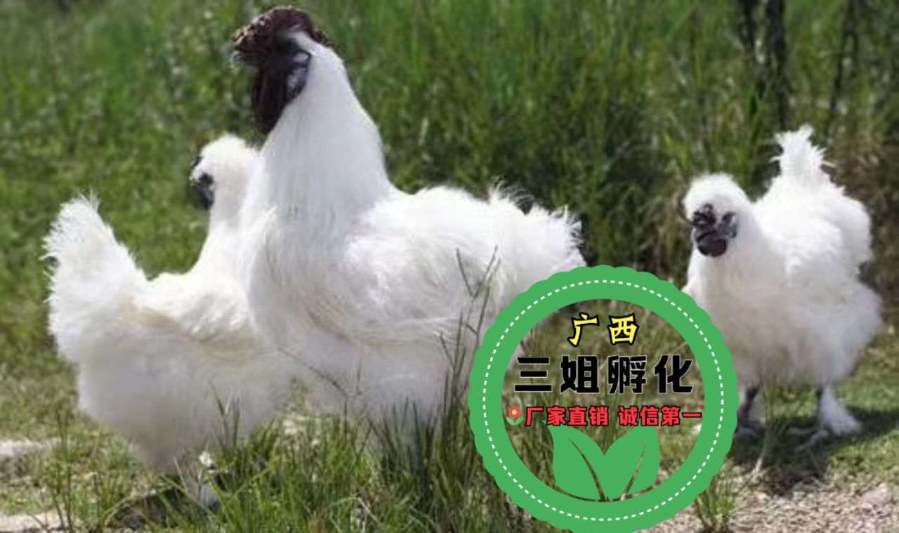  竹丝鸡苗 包打疫苗