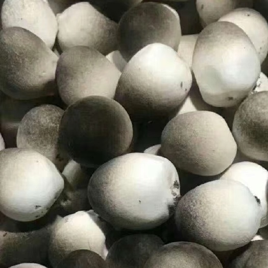 济宁 精选草菇