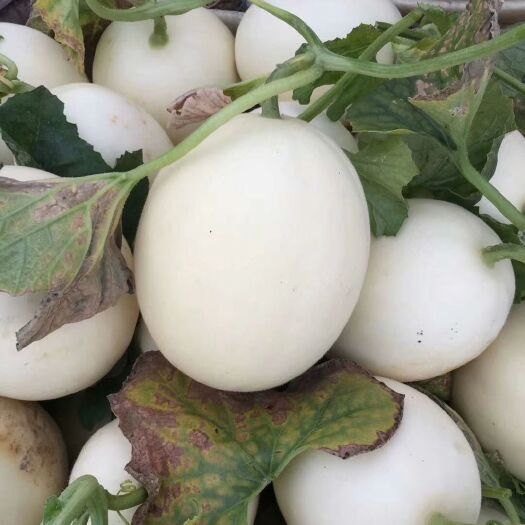 上海正宗青皮绿肉玉菇甜瓜，大量成熟上市，欢迎前来采购