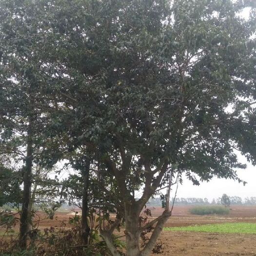 横州市发财靓树 靓风景树木一批