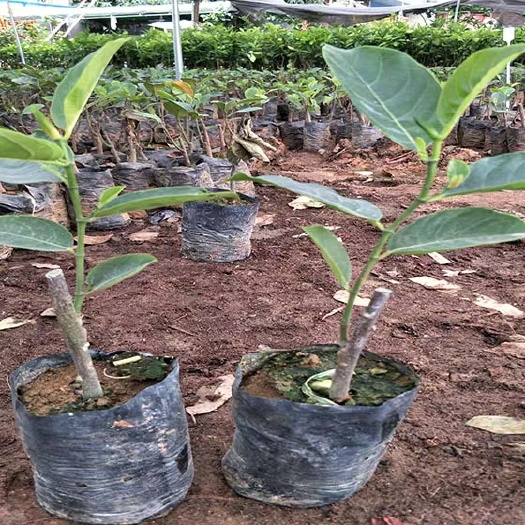 灵山县海南菠萝蜜苗 正宗嫁接菠萝蜜树苗